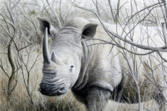 For Rhino in a Shrinking World