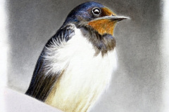 Harry's  Swallow