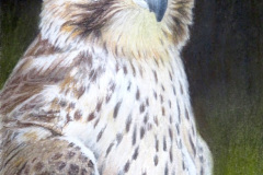 Martial Eagle