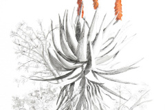 Aloe 1