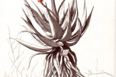 Aloe 11