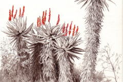 Aloe 12