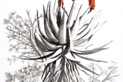 Aloe 14