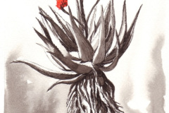 Aloe 6