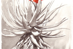 Aloe 7