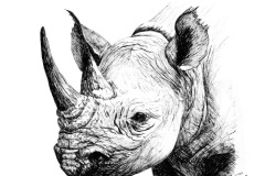 Black Rhino No. 1