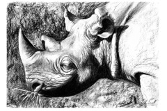 Black Rhino No. 3