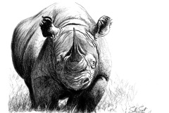 Black Rhino No. 4