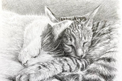 Catnap