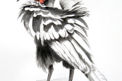 Ground Hornbill