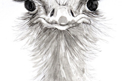 Ostrich