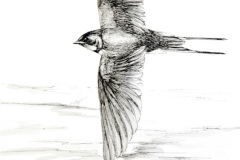 Swallow In Flight 2