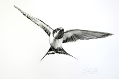Swallow In Flight 1