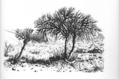Tree Study 1