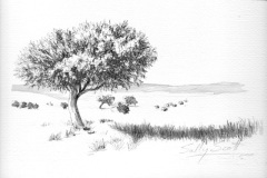Tree Study 2