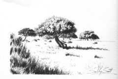Tree Study 3
