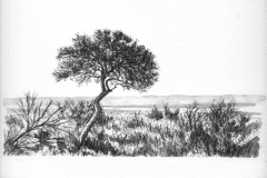 Tree Study 4