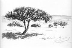 Tree Study 5