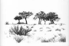 Tree Study 6