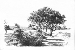 Tree Study 7