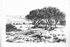Tree Study 9