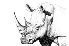 White Rhino No.1
