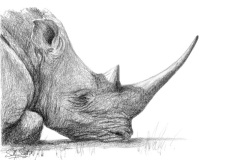 White Rhino No.5
