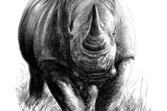 White Rhino No.6