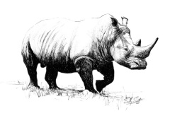 White Rhino No.2