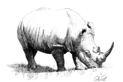 White Rhino No.3