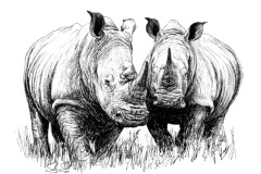 White Rhino No.4