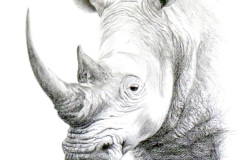 White Rhino No.7