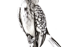 Yellow-Billed Hornbill 3