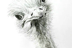 Ostrich 2