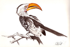 Yellow-Billed Hornbill 1