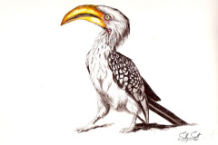 Yellow-Billed Hornbill 2