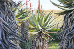 Aloe 5