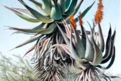 Aloe 1