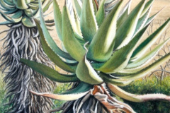 Aloe 2