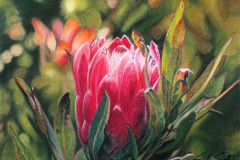 Protea 1