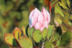 Protea 2