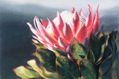 Protea 3