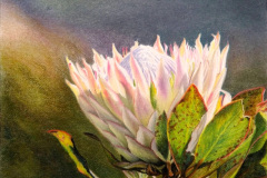 Protea 4