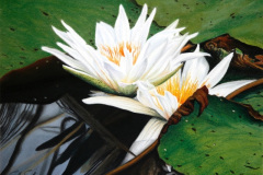 Nymphaea 1