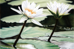 Nymphaea 2