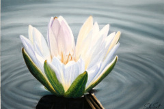 Nymphaea 3