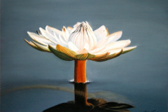 Nymphaea 4
