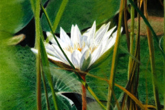 Lily in the Reeds