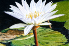 Lily 1