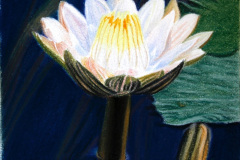 Lily 2